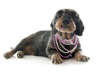 线型发型达赫肖德猎狗女性肠犬宠物动物工作室衣领成人珠宝珍珠背景图片