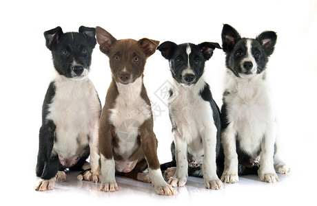 小小狗边疆团体棕色牧羊犬白色工作室宠物动物黑色背景图片