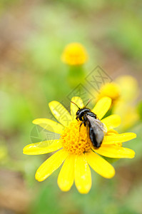 花朵上的蜜蜂昆虫自然自然生活植物飞虫繁荣动物群动物野生动物风化背景图片