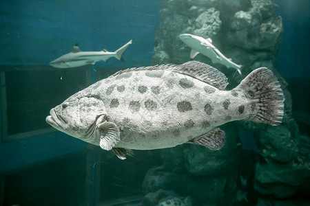 棕色斑斑斑群摄影气候热带斑鱼斑点动物鳕鱼食肉高清图片