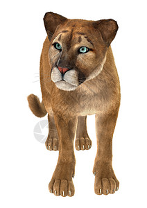 大猫美洲豹野生动物同色捕食者猎人动物荒野猫科白色动物群哺乳动物背景图片