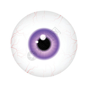 真实的人类眼球图像 与多彩的学生 iris 矢量插图孤立在白色背景上眼睛鸢尾花解剖学紫色静脉瞳孔背景图片