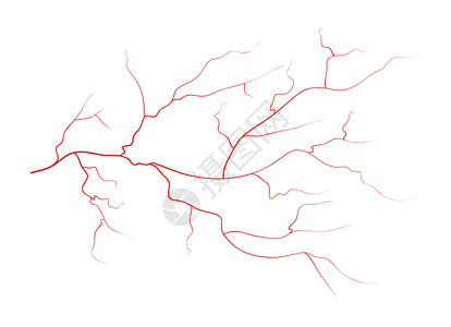 一组人类眼血管 红血管 血液系统 在白色背景上孤立的矢量插图医疗墙纸眼睛静脉动脉红色药品解剖学背景图片