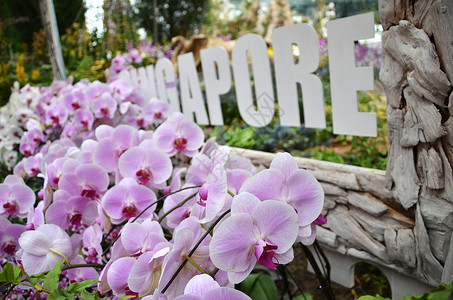 新加坡海滨湾花园新加坡湾边花园花朵穹顶游客场景吸引力雕塑公园植物森林旅游花园圆顶背景