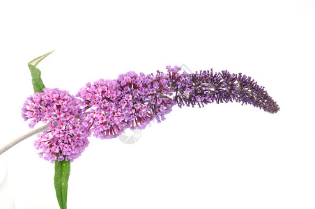 花蕾树叶蓝色紫色紫丁香花朵白色背景图片