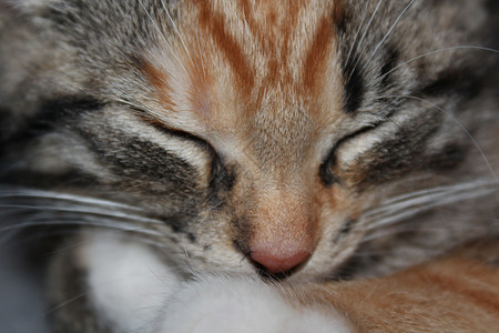 猫睡觉女孩橙子灰色爪子眼睛动画片鼻子睡眠背景图片