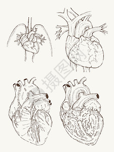 华阴老腔手绘的心解剖插画