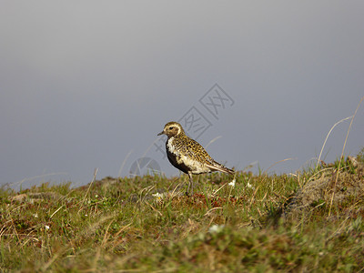 冰岛鸟类(heitélóa)高清图片