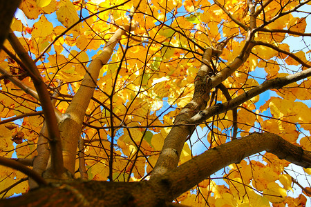 秋叶环境橙子金子黄色衬套背景图片