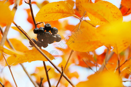 秋叶衬套橙子环境金子黄色背景图片