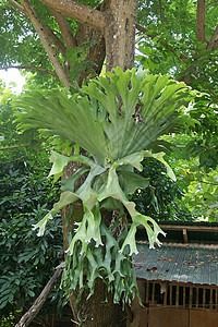 沃德紫稀释超级苯 印度Staghorn Dis背景