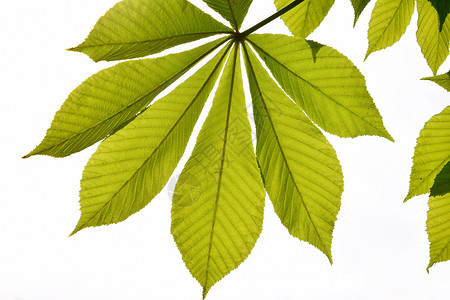 半透明的马栗子在后面的灯光中 将绿叶纹成绿色树叶团体光合作用叶子宏观植物纹理阳光背景图片