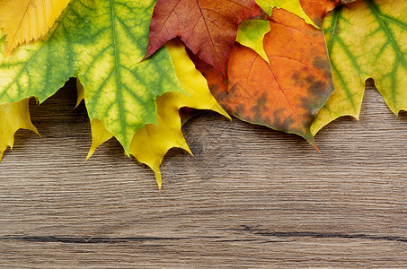 秋叶框架沙色图案静物叶子植物木头纹理紫色染色枫叶背景图片
