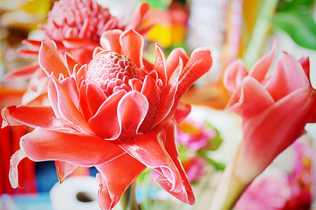 火炬姜热带粉红色红花花卉背景图片