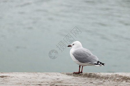 黑嘴海鸥苏阿布勒高清图片