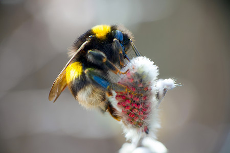 夏季大蜜蜂昆虫花团背景图片