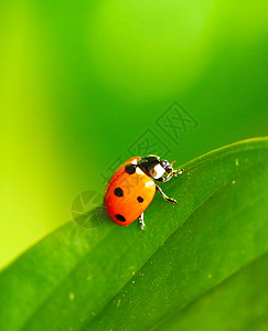 马里霍纳ladybug昆虫漏洞瓢虫背景图片