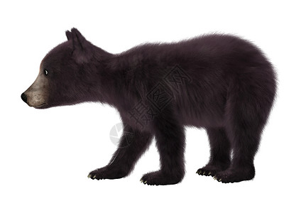 黑熊幼崽哺乳动物黑色白色动物荒野幼兽婴儿食肉高清图片