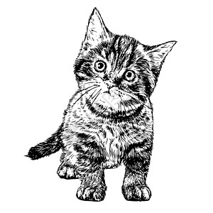 手绘小猫小猫咪宠物草图朋友涂鸦表演幼兽尾巴友谊毛皮耳朵背景