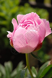 鲜花玫瑰黑格高清图片