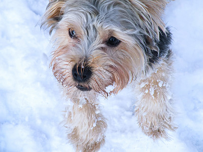 约克郡Terrier狗猎犬动物鼻子小狗背景图片
