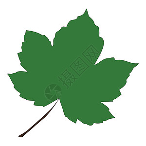 以白色背景隔离的矢量插图   info whatsthis树叶卡通片季节植物标识绿色背景图片