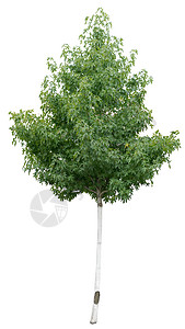 白色背景上的绿树植物绿色叶子木头背景图片