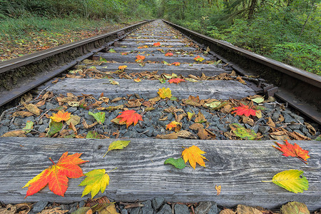 美国秋叶与秋叶树枝连接的铁路轨道背景