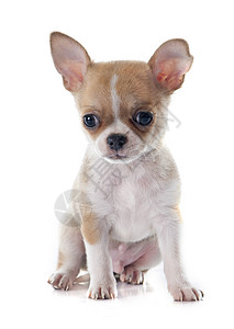 小狗吉娃娃宠物棕色白色工作室动物背景图片