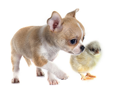 鸡娃小狗吉娃娃和小鸡棕色宠物工作室家禽白色动物背景