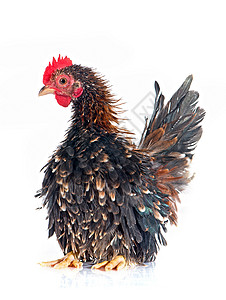 色拉玛鸡工作室宠物公鸡家禽母鸡动物农场小鸡高清图片