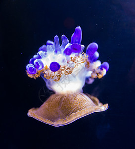 果冻鱼水母鱼水族馆情调生物蓝色水母危险异国海蜇海洋热带背景