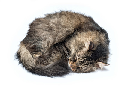 孤立在灰色白色背景的睡猫孤立于白幕动物宠物猫咪休息毛皮条纹灰色头发小猫背景