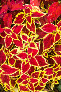 圣诞节纸币植物群红色黄色季节绿色植物叶子背景图片