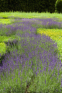 在卢瓦尔山谷的城堡里 有许多园圃 有茂盛的熏衣草香味芳香植物香水疗法药品薰衣草草本植物花园紫色背景
