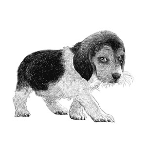 小狗手绘绘制的鸟手猎犬朋友小狗狗毛哺乳动物友谊绘画犬类手绘插图背景