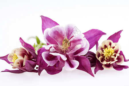 白色背景的阿基丽西亚粗俗紫花朵背景图片