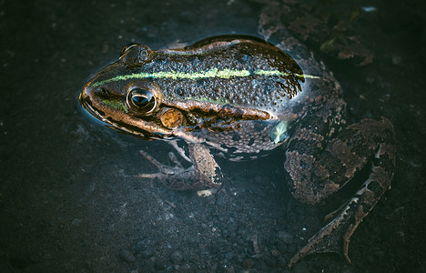 水中的青蛙黑色绿色蛙科身体动物沼泽摄影宏观爬虫眼睛背景图片