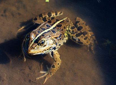 靠近青蛙黑色摄影沼泽蛙科绿色动物宏观眼睛身体爬虫背景图片