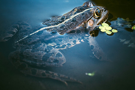 青蛙头摄影动物身体水龙头蛙科宏观黑色爬虫沼泽绿色背景图片