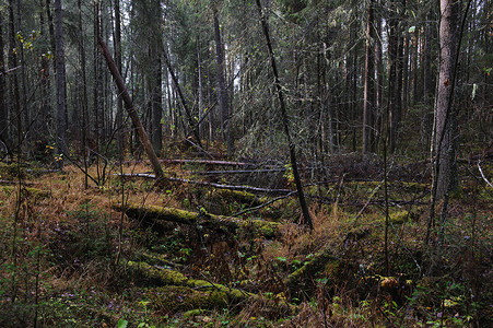 吹倒意外的果实针叶林灾难损害保险风暴风林横财绿色木头天气背景