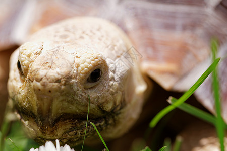 草龟非洲刺激的乌龟生活植物濒危动物野生动物公园动物学眼睛爬虫荒野背景
