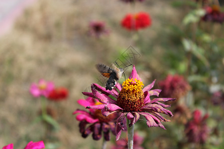 蜂鸟鹰蹄花园巨舌环境翅膀蝴蝶动物触角昆虫群星野生动物背景图片