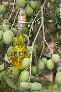 橄榄树上的油瓶背景图片