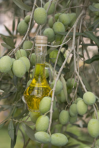 橄榄树上的油脂背景图片