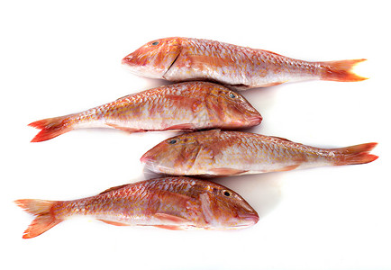 红红鱼食物胭脂鲷鱼鲻鱼鲇鱼工作室海鲜背景图片