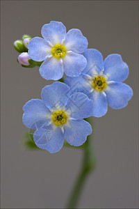 蓝色阿纳加利亚威敌的宏宏观雌蕊花瓣柱状紫色春花叶子菝葜花园阴影背景图片