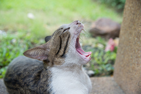 灰色猫打哈欠沉睡猫休息猫咪猫科动物眼睛灰色小猫背景