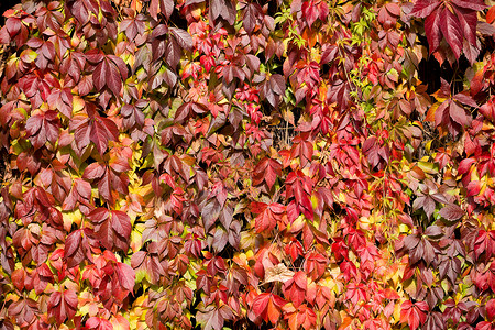 秋季背景森林框架季节墙纸太阳晴天植物群边界公园植物背景图片