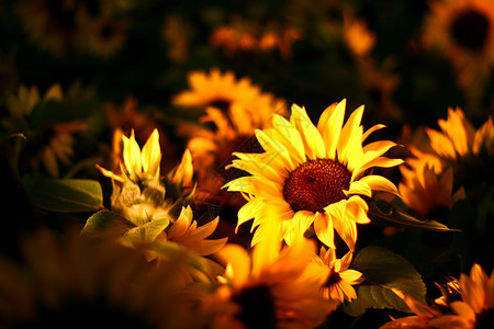 向日向叶子花瓣牡丹黄色植物花朵向日葵花束风格树叶背景图片